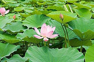 芭乐视下载app下载官网安卓,畅游奇幻世界，芭乐世界带你体验全新手游冒险